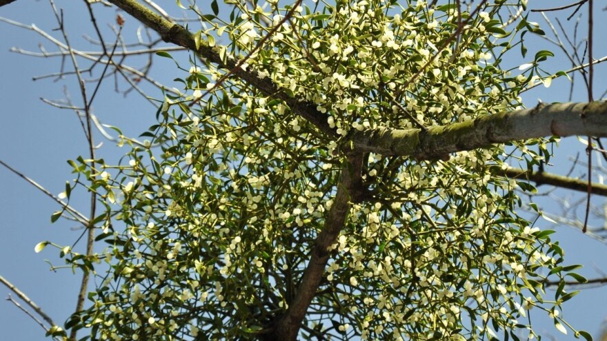 Kako zaštititi voće od imele i iskoristiti njena ljekovita svojstva?