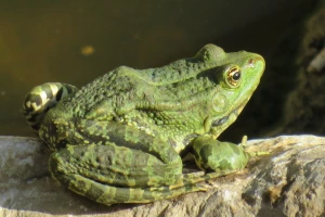 Žabe su najbolji insekticid u vrtu - kako ih privući