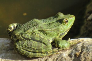 Žabe su najbolji insekticid u vrtu - kako ih privući