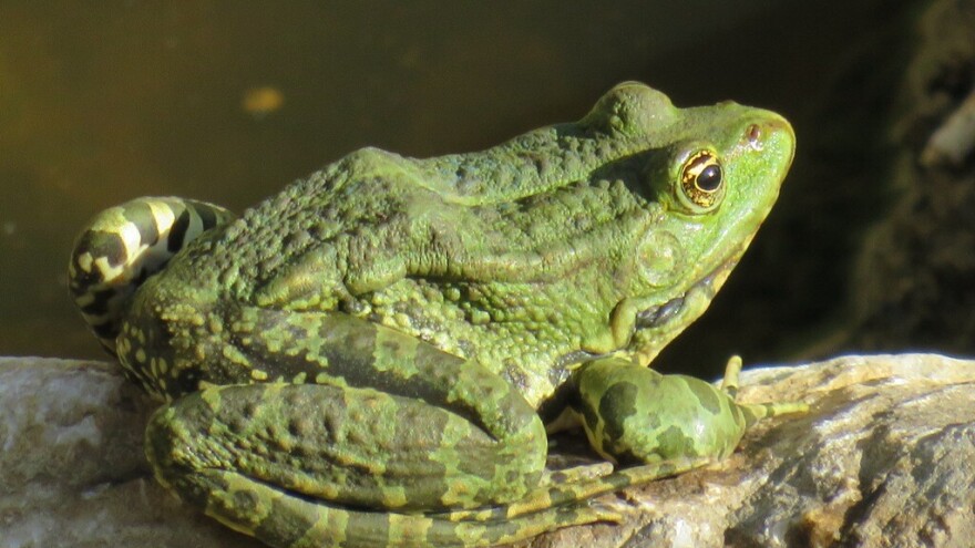 Žabe su najbolji insekticid u vrtu - kako ih privući