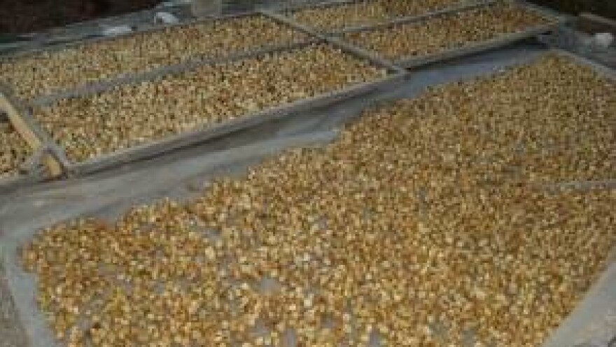 Smokva, mediteranska voćka doživljava svoj preporod