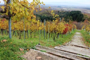 Laboratorij za senzorna ispitivanja vina otvoren u Kutjevu