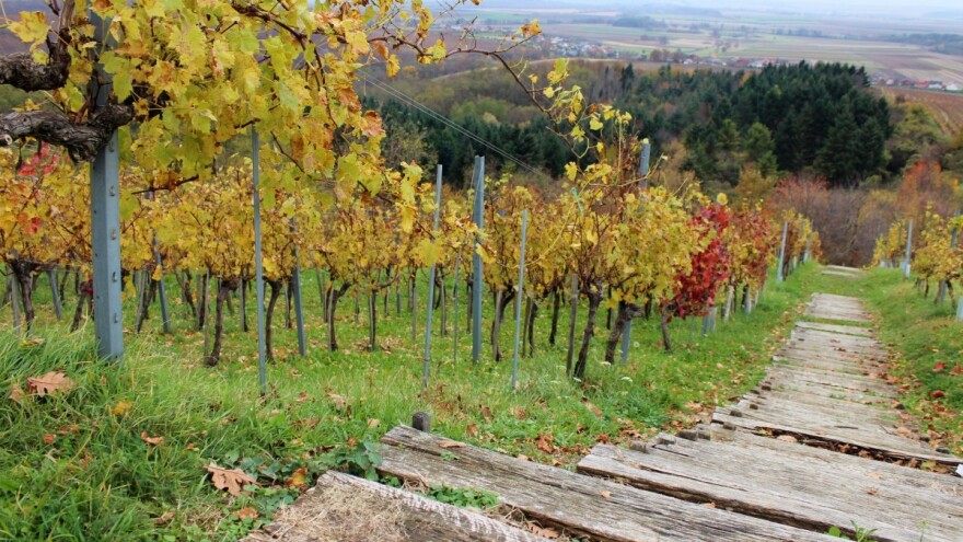 Laboratorij za senzorna ispitivanja vina otvoren u Kutjevu