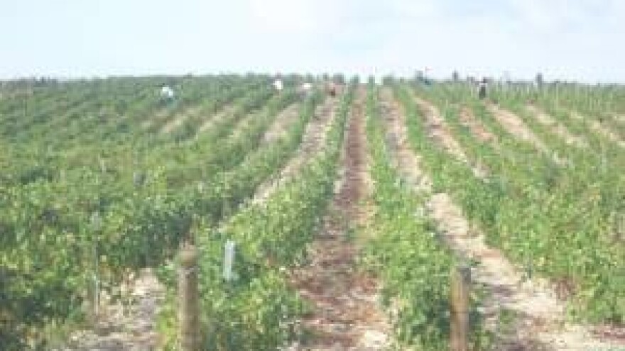 Ubrzani razvoj vinarstva