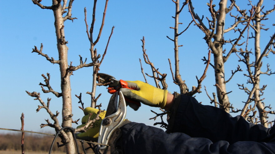 I dalje se može raditi zimska rezidba krušaka: Evo detaljnog uputstva