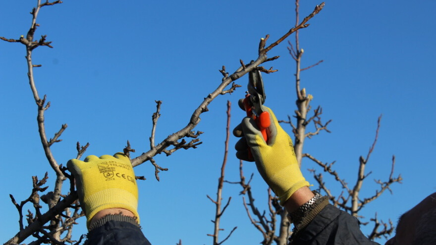 Kod rezidbe krušaka ostavite tri do pet nosećih grana na stablu