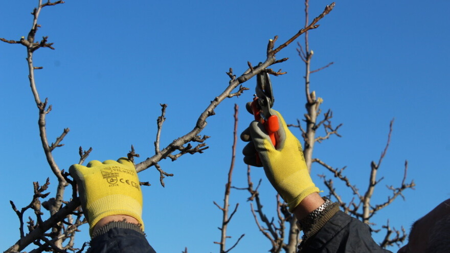 Kod rezidbe krušaka ostavite tri do pet nosećih grana na stablu