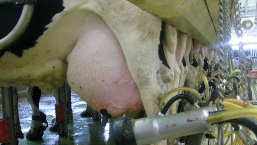 Ogromni gubici mljekara zbog problema s mastitisom - što je rješenje?