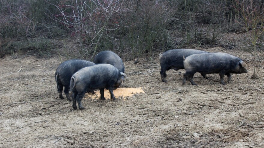 Svinjogojstvo u 2020: Više od tisuću registriranih uzgajivača manje nego godinu prije