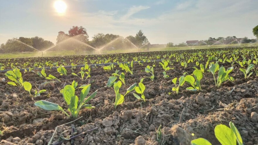 Dobre vijesti za poljoprivrednike u FBiH: Uplaćeni poticaji!