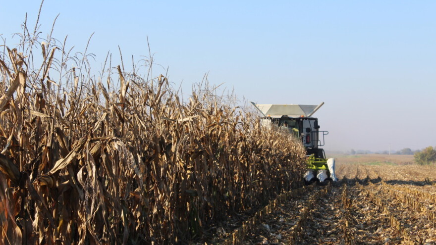 Žetva komparativnih pokusa hibrida - kukuruz se (ipak) izvukao?