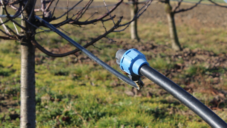 Nemate li uvjete za navodnjavanje, voćke sadite na veće razmake
