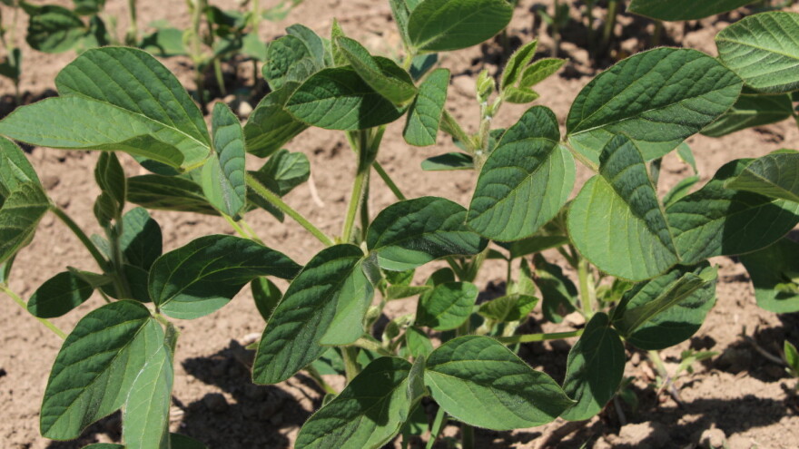 Deklaracija Alpe-Adria-Dunav: Hrvatska je GMO free zemlja i želimo je takvu u budućnosti