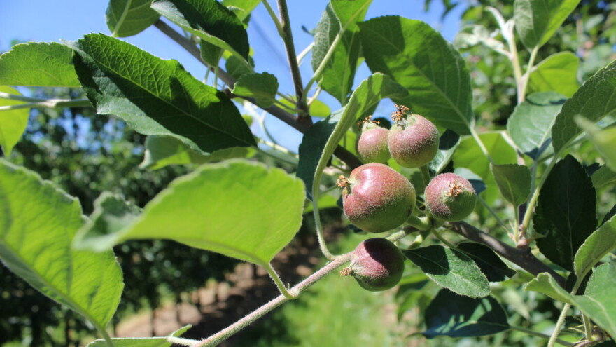 Oborine i nestabilno vrijeme pogoduju krastavosti jabuka, evo s čim tretirati
