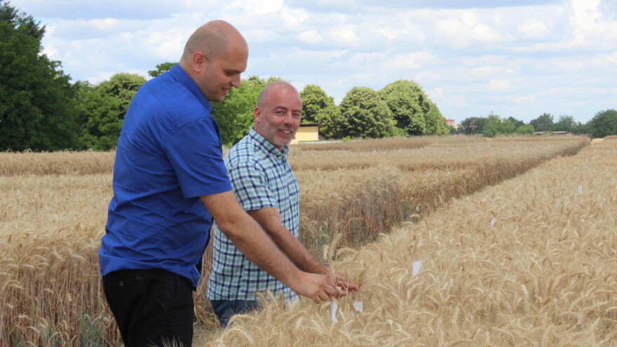 Hrvatska samodostatna u proizvodnji strnih žitarica, količine certificiranog sjemena rasle za 3.000 tona