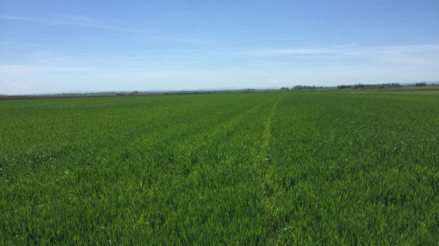 Uspješno suzbijte širokolisne korove