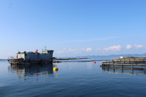 Cromaris širi ponudu - na tržište plasirali uzgojenog gofa, stiže i zubatac