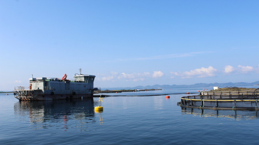 Cromaris širi ponudu - na tržište plasirali uzgojenog gofa, stiže i zubatac