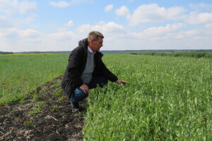 Nemamo više stajnjaka? Uz zelenišno đubrivo od graška i lucerke dobri rezultati i na teškoj zemlji