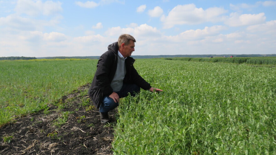 Nemamo više stajnjaka? Uz zelenišno đubrivo od graška i lucerke dobri rezultati i na teškoj zemlji