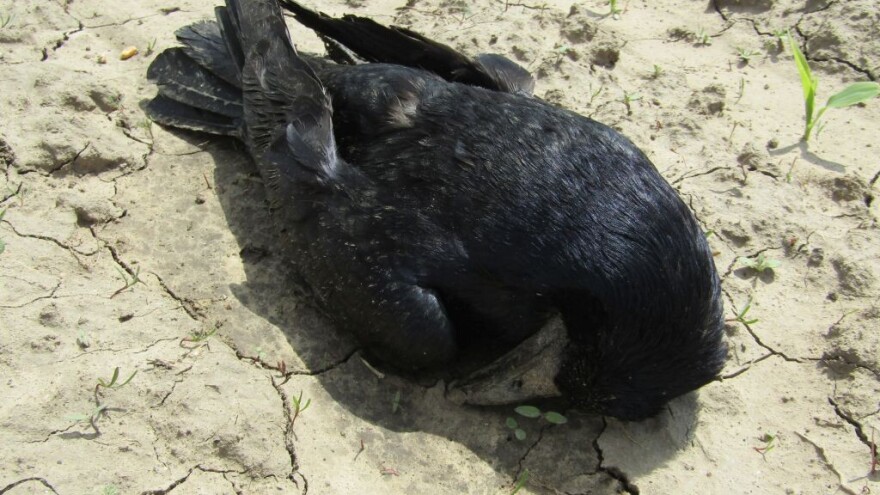 Deset ptica otrovano kod Novog Orahova, među njima i strogo zaštićene vrste