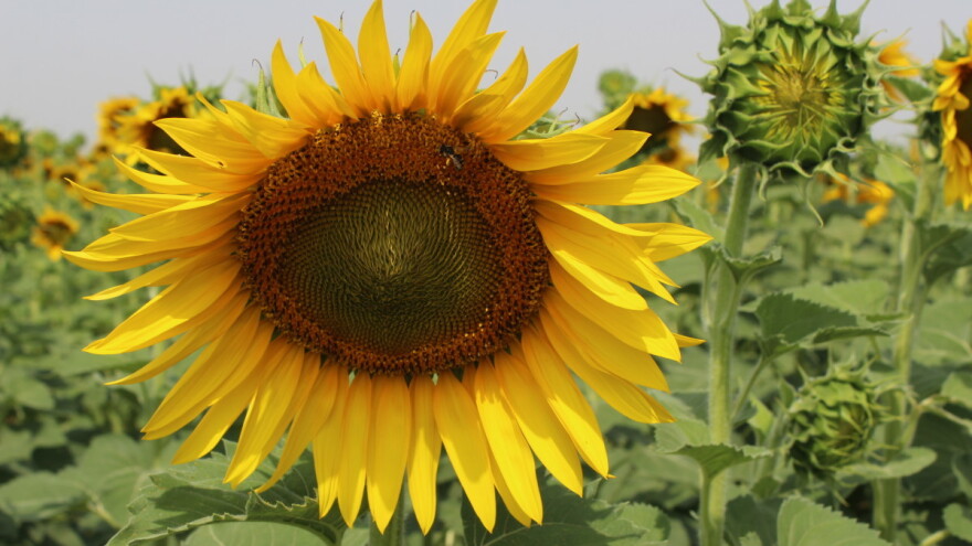 Toplinski val je tu, zbog afričkog pijeska moguća je i "prljava kiša"