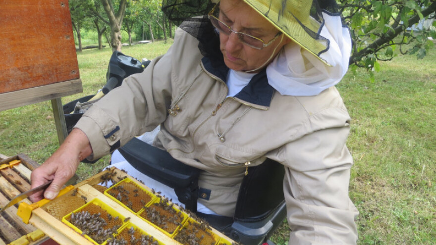 Pčelari s invaliditetom priznati u Sloveniji
