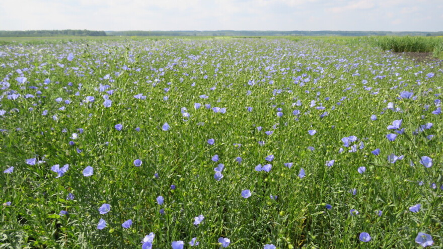 Seme, ulje, hrana za stoku - koliki je značaj lana?
