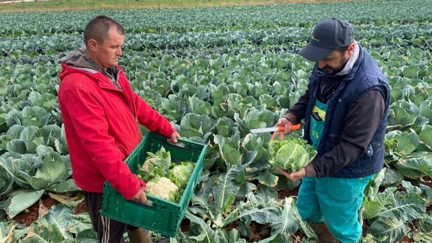 Dani polja: Hazera predstavila hibride kupusa, kelja i cvjetače
