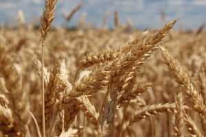 Opet rastu cijene žitarica - dva su razloga