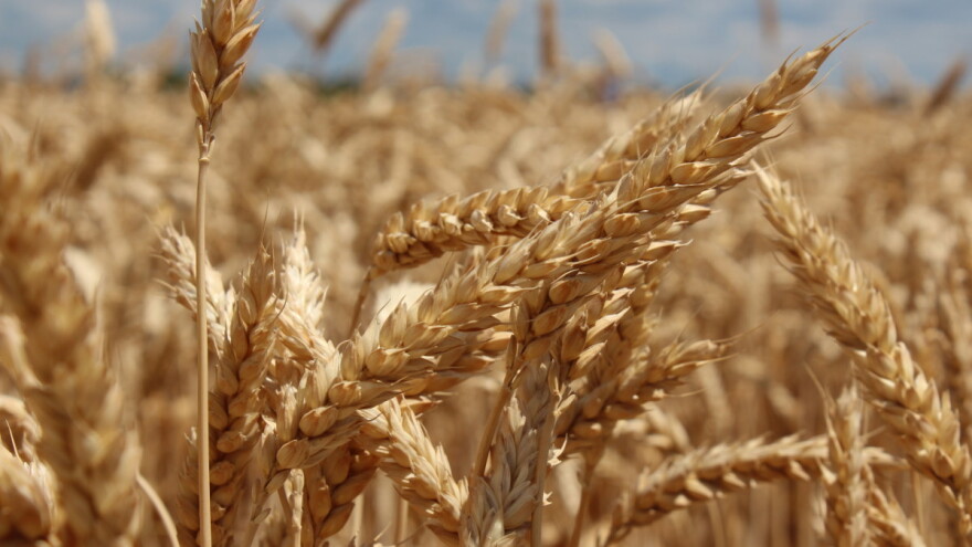 Opet rastu cijene žitarica - dva su razloga