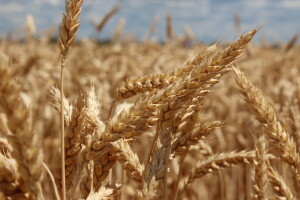 Opet rastu cijene žitarica - dva su razloga