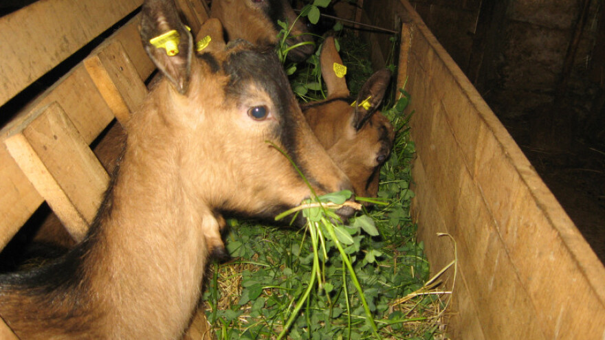 Pravilna ishrana koza