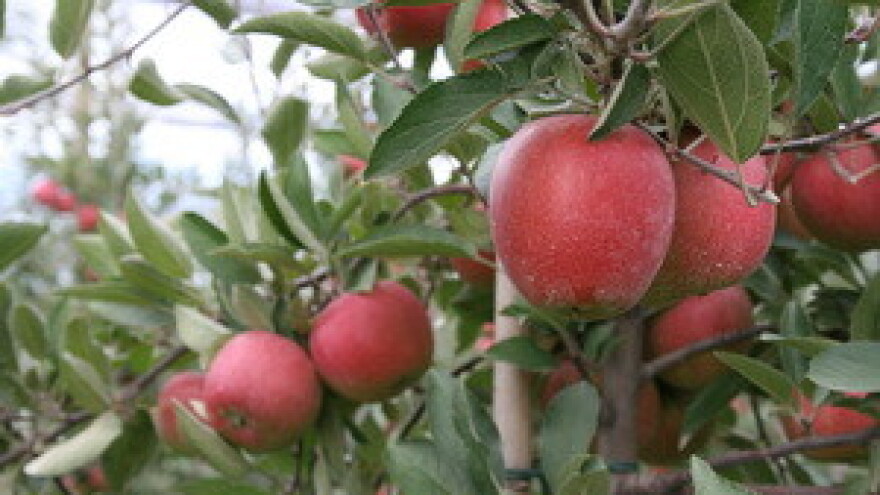 Rekordan urod na Jabučinim danima