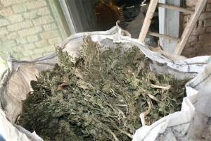 Dobio odobrenje za industrijsku konoplju - uzgojio onu drugu