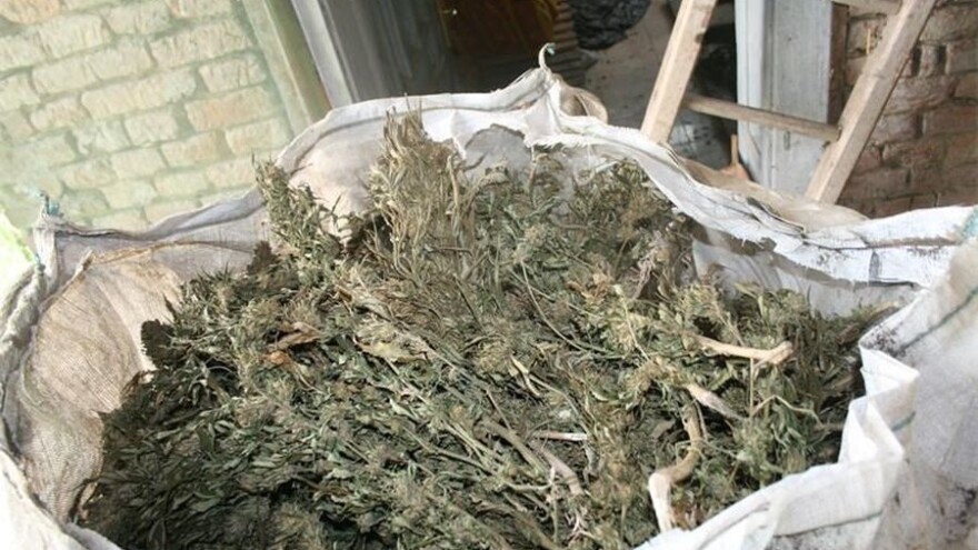 Dobio odobrenje za industrijsku konoplju - uzgojio onu drugu