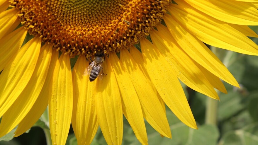 Kako privući korisne insekte u baštu?