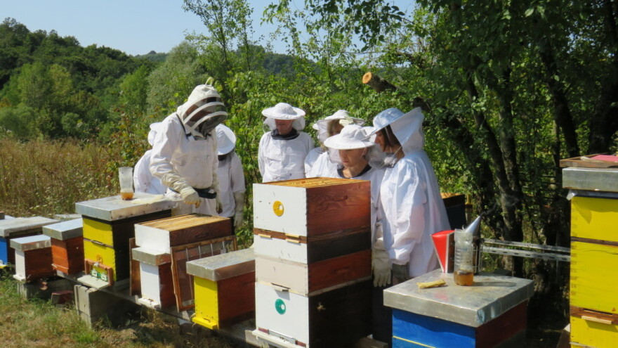 Zlatna pčela 2023: Otvoren poziv za dodjelu nagrade vrijedne 28.000 eura