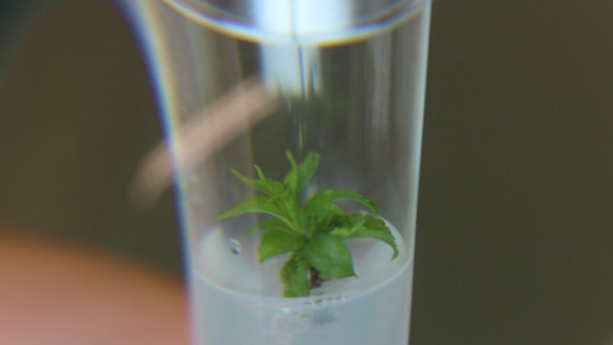 In vitro sadnice i podloge voća porodice Dupljak