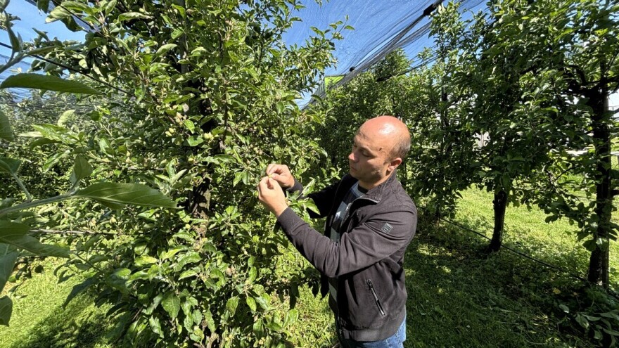 Manje je više: Kako obaviti proređivanje plodova?