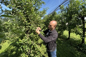 Manje je više: Kako izvršiti prorjeđivanje plodova?