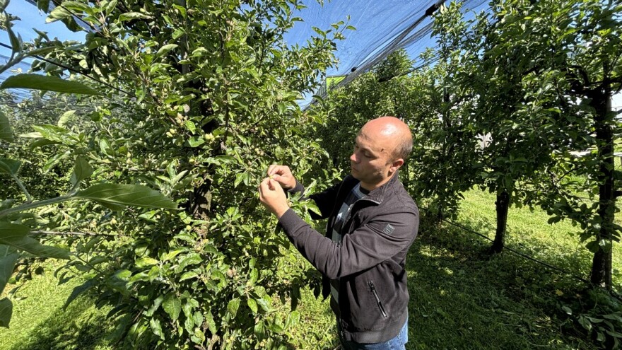 Manje je više: Kako izvršiti prorjeđivanje plodova?