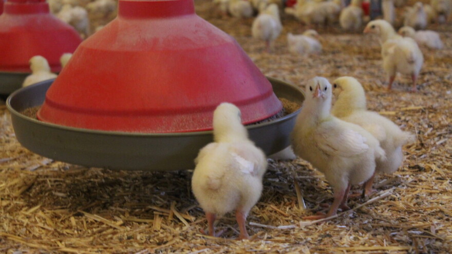 Industrija premium piletine s okusom francuske tradicije