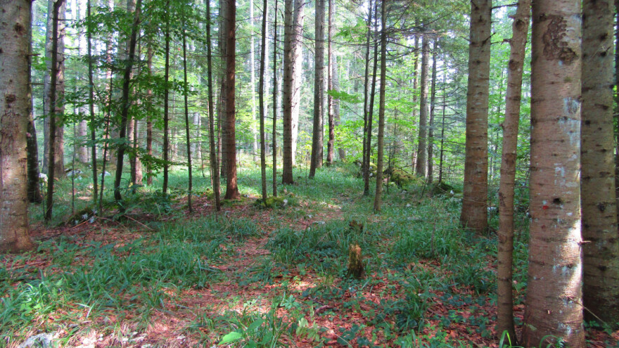 Konkurs za najbolje ideje urbane šume otvoren do 30. oktobra