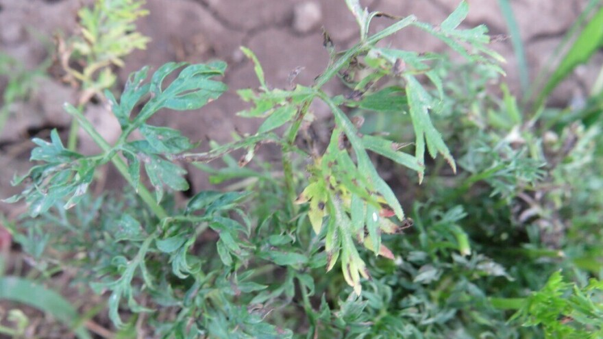 Palež lišća šargarepe javlja se posle kiše