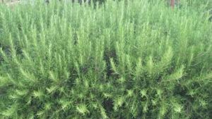 Ljekovita "morska rosa" ili ružmarin