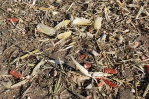 Kako što efikasnije iskoristiti agrobiomasu na OPG-ima?