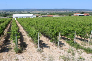 Program sufinanciranja rada organizacija vinara i vinogradara u javnom savjetovanju