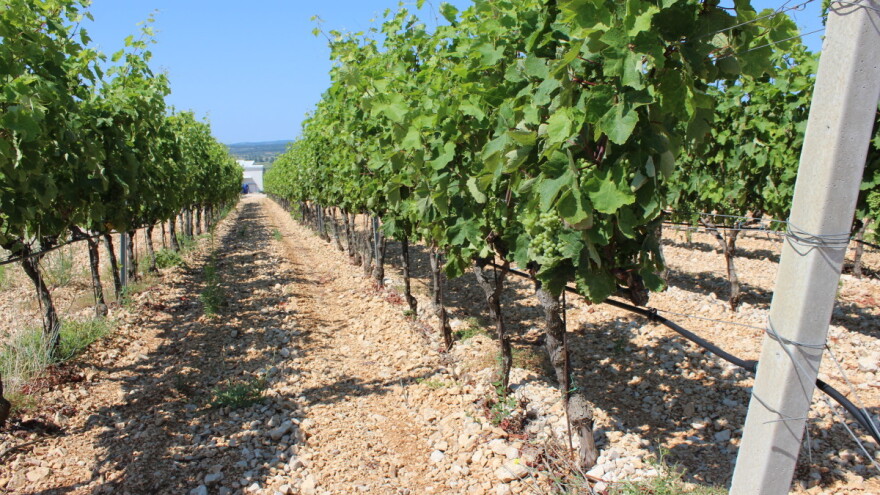 Kako do potpore za mehaničko uništavanje korova unutar redova višegodišnjih nasada?