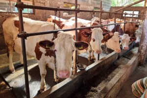 Zaražene krave još na farmi: "Već 15 dana prosipam po 800 litara mlijeka"